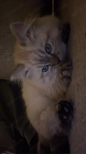 Ragdoll kitten