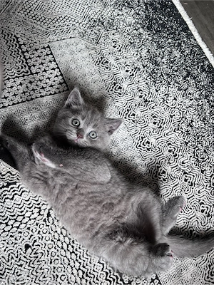 BKH Kitten 