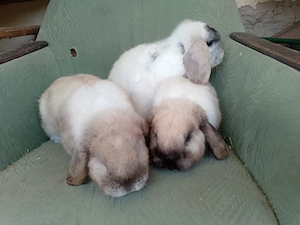 Mini Loop böckchen
