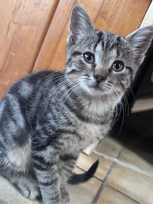Zwei EKH Kater abzugeben. 