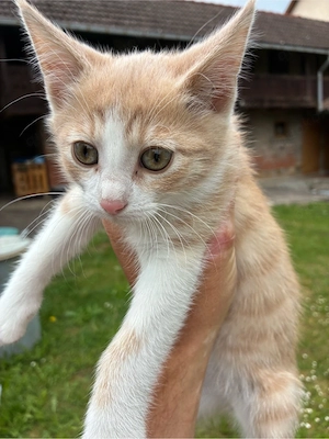 Katzenbabys 