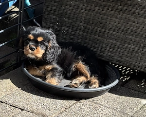 Cavalier King Charles Spaniel Welpen mit Ahnentafel 