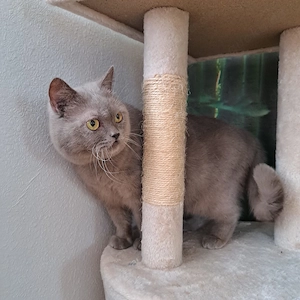 BKH reirassige Katze