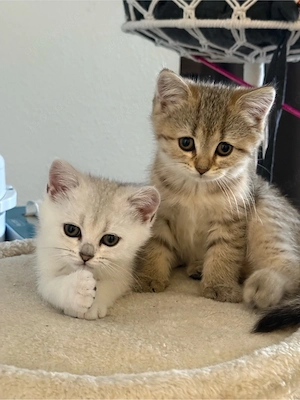 BKH kitten 