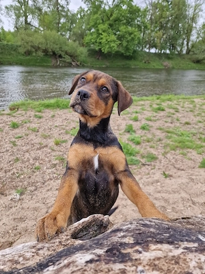 Jack sucht sein Für-immer-Zuhause