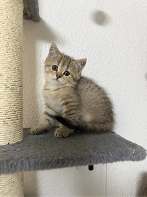 Bkh kitten 