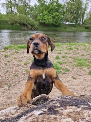 Jack sucht sein Für-immer-Zuhause