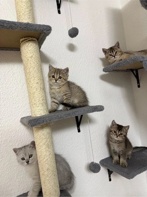 BKH kitten 
