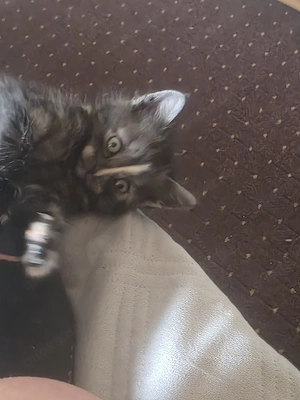 Kitten zu verkaufen nur  an erfahrene tier liebhaber 