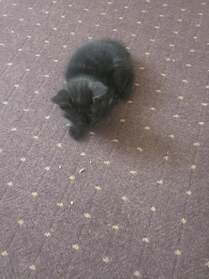 Kitten zu verkaufen nur  an erfahrene tier liebhaber 