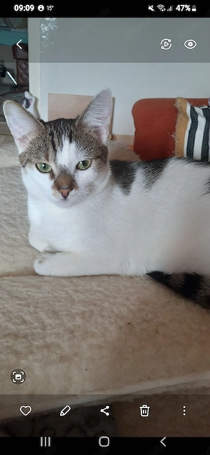 Süße verschmuste Katze(Kastriert)
