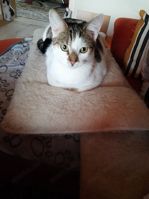 Süße verschmuste Katze(Kastriert)