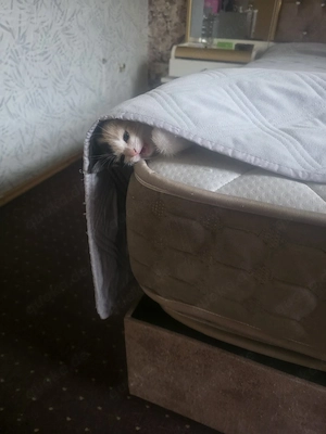 Kitten zu verkaufen nur  an erfahrene tier liebhaber 
