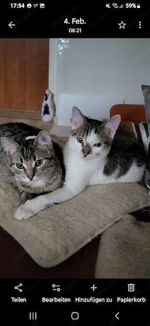 Süßes (Katzenpärchen beide Kastriert)