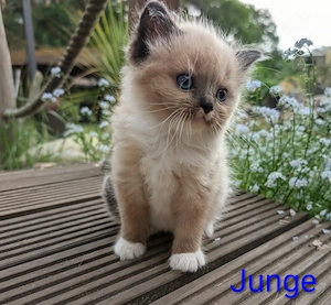 Süße Ragdollkitten abzugeben 