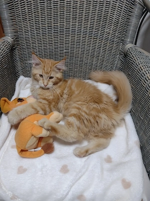 Maine Coon Kitten Tabby Rot weiblich