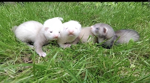 Frettchen Welpen  Bild 8