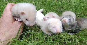 Frettchen Welpen  Bild 2