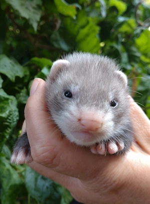 Frettchen Welpen  Bild 6