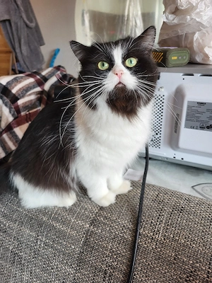 BLH katze 