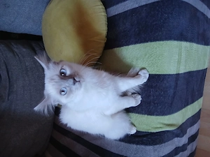 Heilige Birma Katze zu verkaufen 