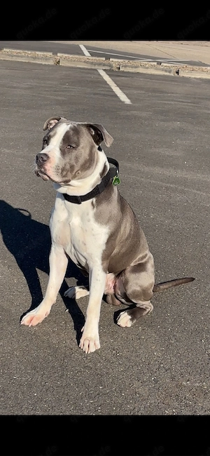 Deckrüde American Stafford Terrier 