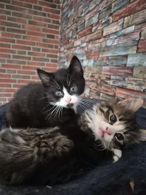 Maine Coon Waldkatzen Mix Kätzchen 