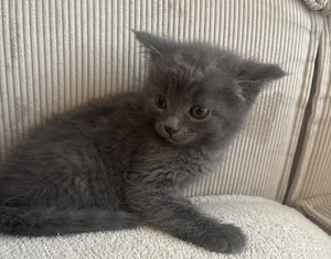 Zuckersüßer Kater Larry (Russisch Blau   BKH Mix) sucht ein Zuhause