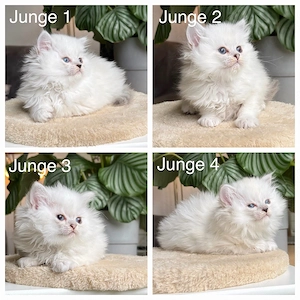 Traumhafte BLH-Kitten (Jungen) suchen ihr Traumzuhause.