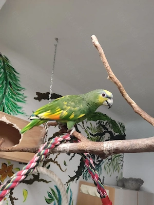 Venezuela Amazone männlich 