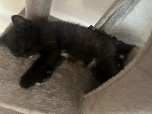 2.Wunderschöne BHK Perser Mix Kitten (Jungs) 