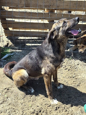 Hier ist Vin Diesel, der Hund   