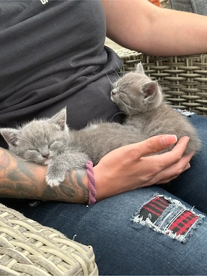 BKH Kitten Junge  ab ende Juni abzugeben