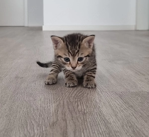 Wunderschöne BKH Kitten suchen ein neues Zuhause