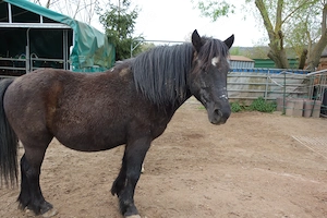 Ponywallach 120cm, nur zu Wallachen