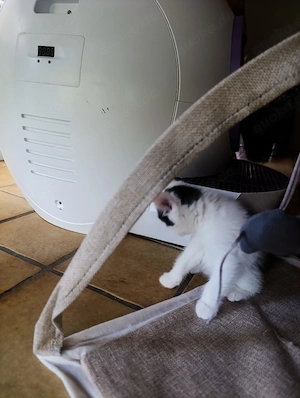 Kitten suchen neues Zuhause