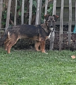 Kleine Leni(4,5 Mon-25 cm) sucht Zuhause mit Kuschelflat