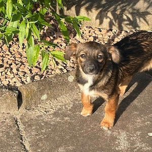 Kleine Leni(4,5 Mon-25 cm) sucht Zuhause mit Kuschelflat