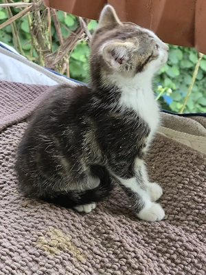 KATERCHEN, europäisch Kurzhaar + Bengal