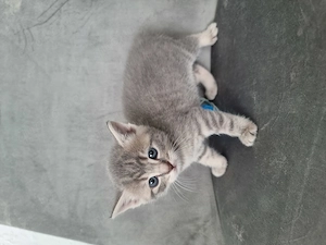 Wunderschöne BKH Kitten suchen ein neues Zuhause