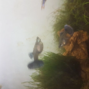 Bald Guppys verfügbar in 2 bis 3Monate 