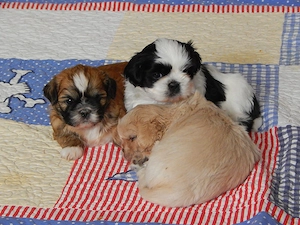 Shih Tzu Herzensbrecher auf vier Pfoten suchen ein liebevolles Zuhause!