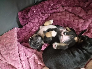 Reinrassiger Chihuahua 