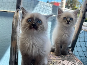 Wunderschöne Ragdoll Kitten suchen ein liebevolles Zuhause
