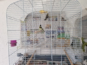 zeisichvogel