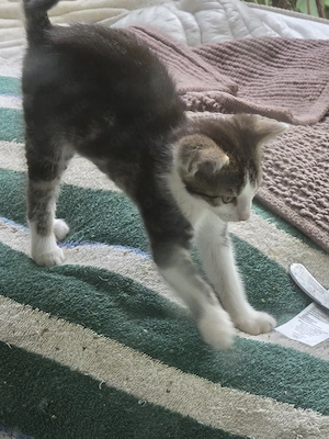 Süßes Katerchen