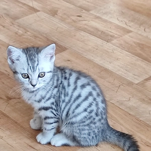 BKH kitten 3 Mädchen  sind noch frei 