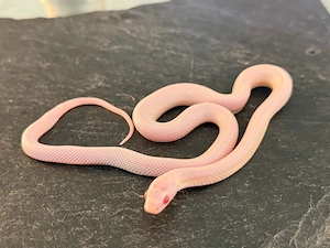 Kornnatter Nachzuchten 0.1 Dilute Snow Snopal Patternless Striped 
