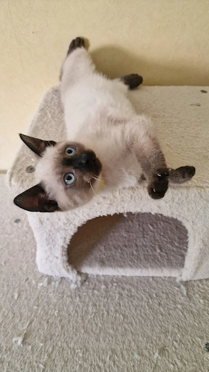 Siamkitten Kätzchen Reinrassig 