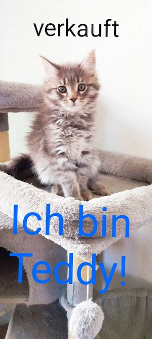 Noch drei Sibirische Wildkatzen Mädchen suchen ein liebes volles Zuhause
